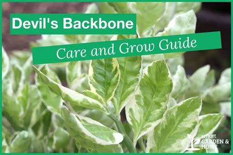 Devil's Backbone Plant Care And Grow Guide - Smart Garden And Home