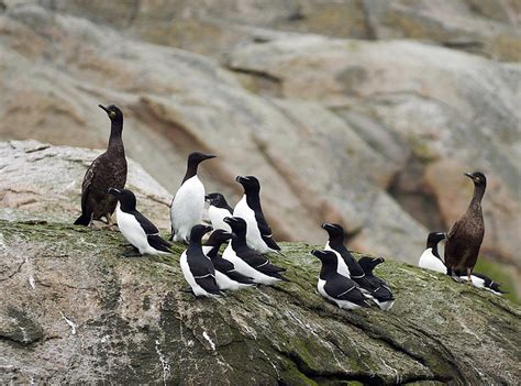 Brunnich's Guillemot Bird Bazaar in Svalbard 2024 - Rove.me