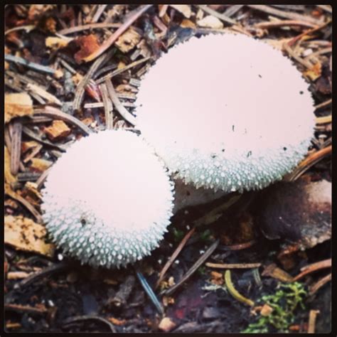 Pin on Fungi