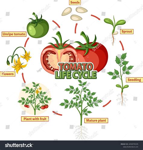 Life Cycle Tomato Plant Diagram Illustration Stock Vector (Royalty Free ...