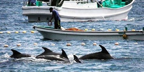 Dolphin Hunting in Taiji Japan Begins Sep. 1st. - The Dodo