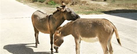 Wildlife - Sardinia - Italy