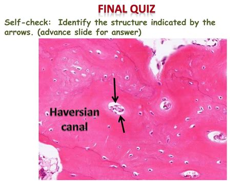 PPT - Bone Histology Digital Laboratory PowerPoint Presentation, free download - ID:1445951