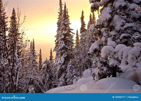 Winter Sunset in the Forest Stock Image - Image of light, mountains: 23946771