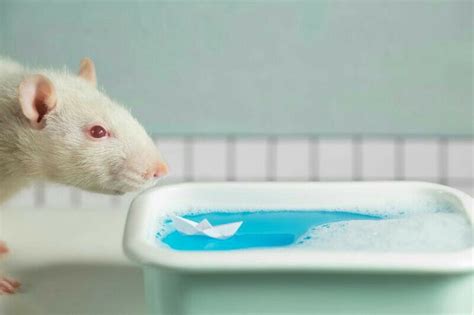 Rat with bathtub | Animals, Hamster, Rats