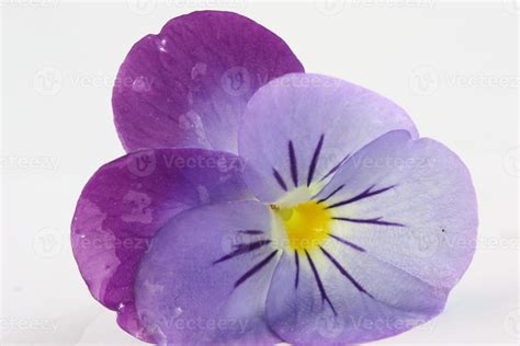 A light and dark purple pansy 10448754 Stock Photo at Vecteezy