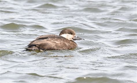 Common scoter female | David McGrath | Flickr