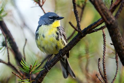 Kirtland's Warbler | Smithsonian Institution