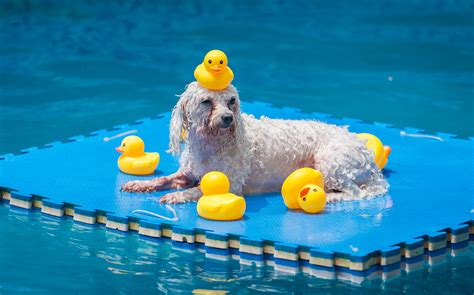 Sydney's Famous Harbourside Pool To Hold An Annual Puppy Pool Party