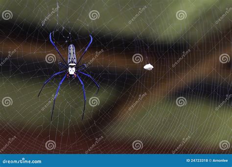 Spider web in a house stock photo. Image of pattern, construction ...