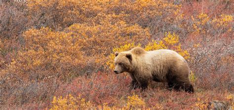 Fall Colors Alaska & the Canadian Rockies - John Hall's Alaska