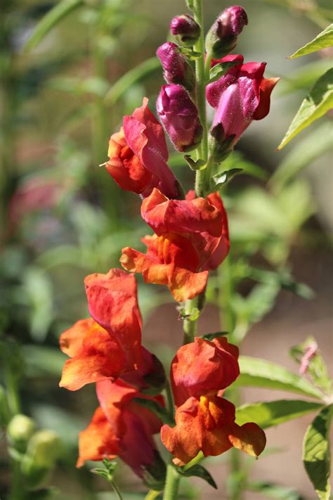 Tall Cut flower Snapdragon seeds HOT COLORS flower seeds | Etsy