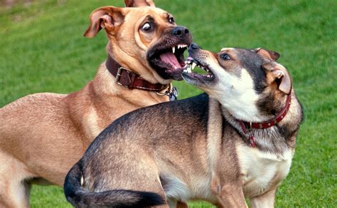 Learn about 9 kinds of aggression in this round up of articles about the aggressive puppy. These ...