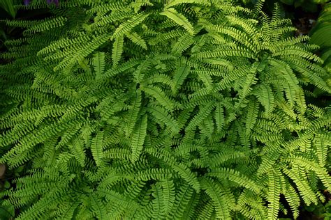 maidenhair fern | MAIDENHAIR FERN | Low maintenance plants, Plants ...