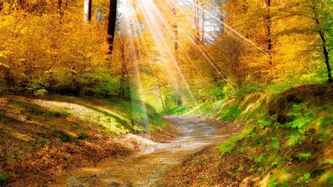 Rays of sun on the fall forest path - backiee