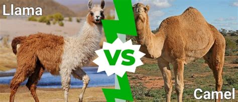 Llama Vs Camel - A-Z Animals