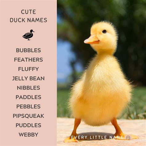 Yellow Baby Duck Names at Marie Thornton blog