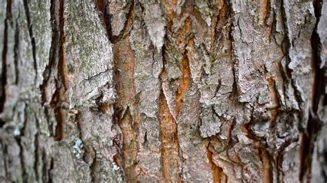 Birch Bark Wallpaper with Texture - WallpaperSafari