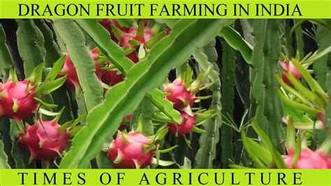 Dragon Fruit Farming Package of Practices - TIMES OF AGRICULTURE