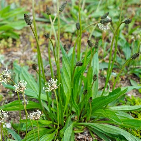 How to Get Rid of Plantain in the Lawn