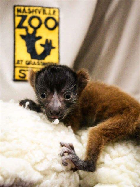 Red ruffed lemur baby | Lemur, Zooborns, Critically endangered species