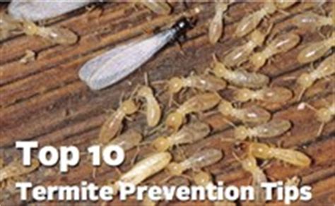 Prevent Termite Damage With Termite Control and Treatment Tips