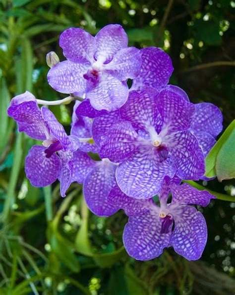 22 Different Types of Orchids - Garden Additions & Houseplants