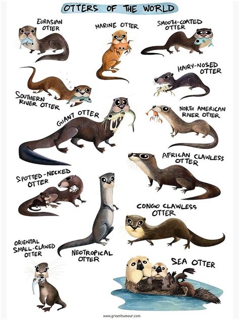 "Otters of the World" Poster for Sale by rohanchak | Silly animals ...