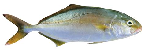 Greater amberjack - Galaxidi Marine Farm | Galaxidi Marine Farm ...