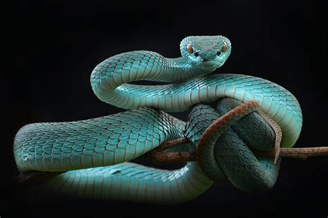 Online crop | HD wallpaper: Reptiles, Snake | Wallpaper Flare