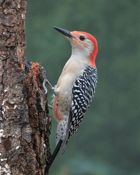 Red-bellied Woodpecker | Outdoor Alabama