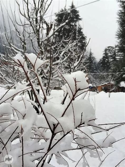 Snowfall In Manali: The Ultimate Guide You'll Ever Need