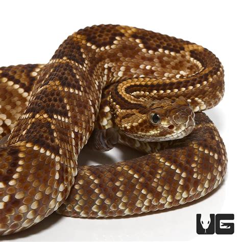 Baby Western Diamondback Rattlesnakes For Sale - Underground Reptiles