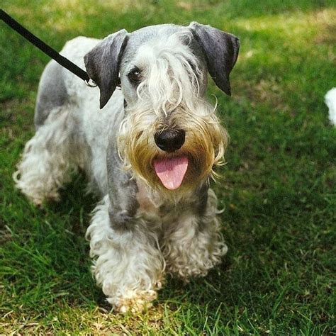 Cesky Terrier: History, Temperament, Care, Training, Diet Pics