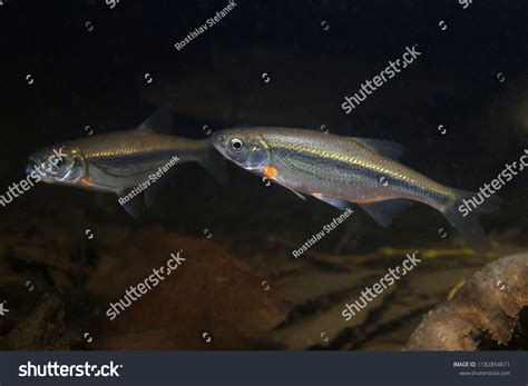 Freshwater minnow Images, Stock Photos & Vectors | Shutterstock