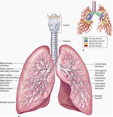 Bronchial Tree Histology