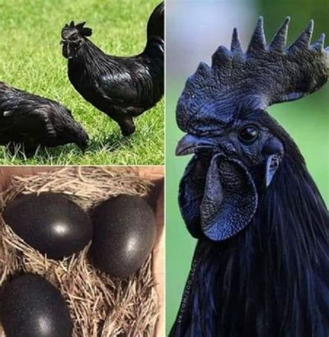 Intriguing facts about natural black skin chicken – Afrinik