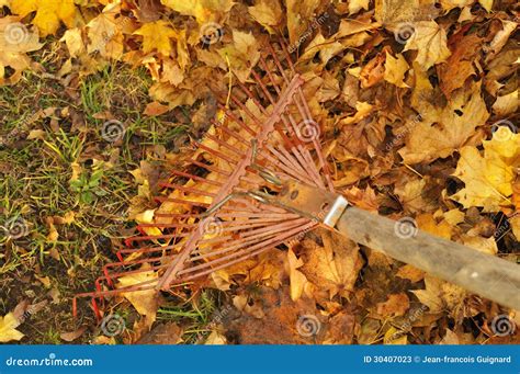 Raking Leaves Stock Photos - Image: 30407023