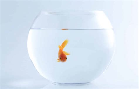 Can goldfish live in a bowl? Why bowls are cruel | The Goldfish Tank