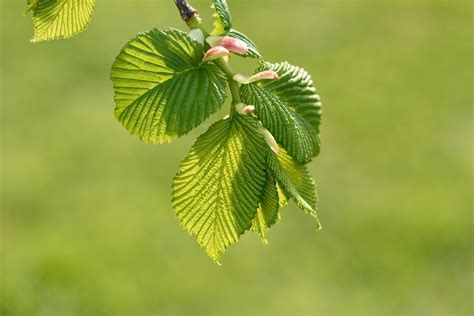 Free Images : tree, nature, branch, blossom, sunlight, leaf, flower ...