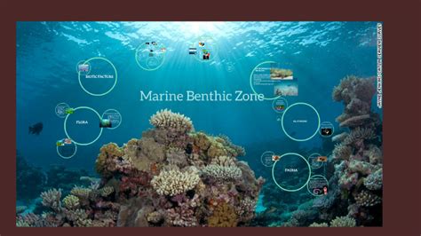 Marine Benthic Zone by Naiyiri B on Prezi