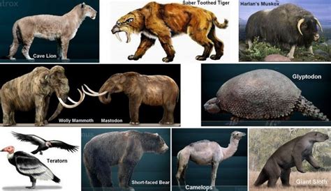 Portable Rock Art Museum | Megafauna Extinction 13,000 Years Ago