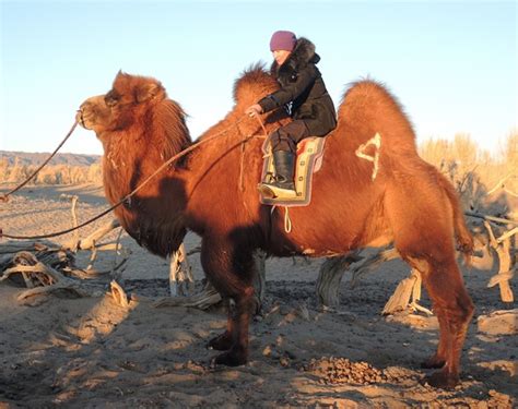 Gobi Desert Winter Tour in Mongolia - Stone Horse Mongolia