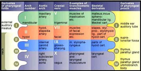 Medical Addicts: Branchial Arches