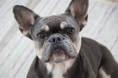 The Varying Coat Colors Of French Bulldogs - Frenchie Advice