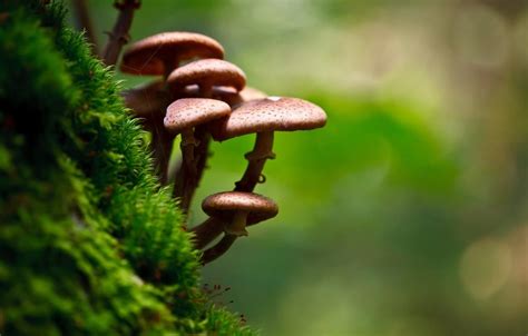 Mushrooms Moss Macro Wallpapers - Wallpaper Cave