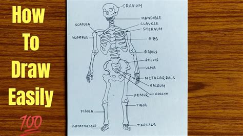 Human Skeleton Diagram With Labels