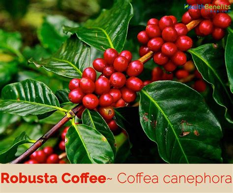 Robusta Coffee facts and health benefits