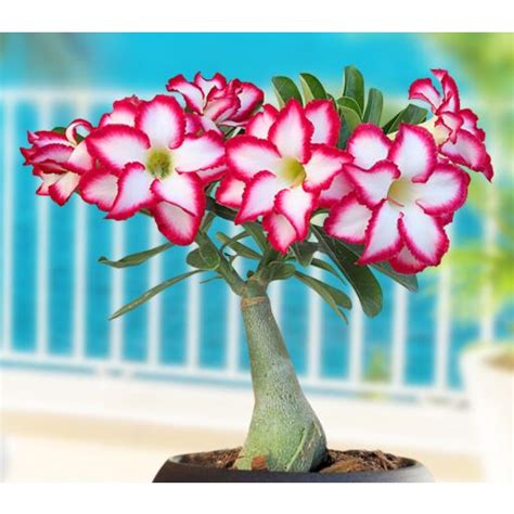 Desert Rose ‘Double Noble’ (Adenium hybrid)