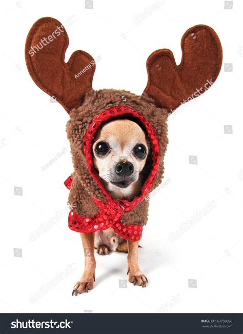 Cute Chihuahua Reindeer Costume Large Eyes Stock Photo 163758896 ...